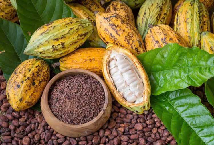 bột ca cao nguyên chất là món đồ uống rất được ưa chuộng