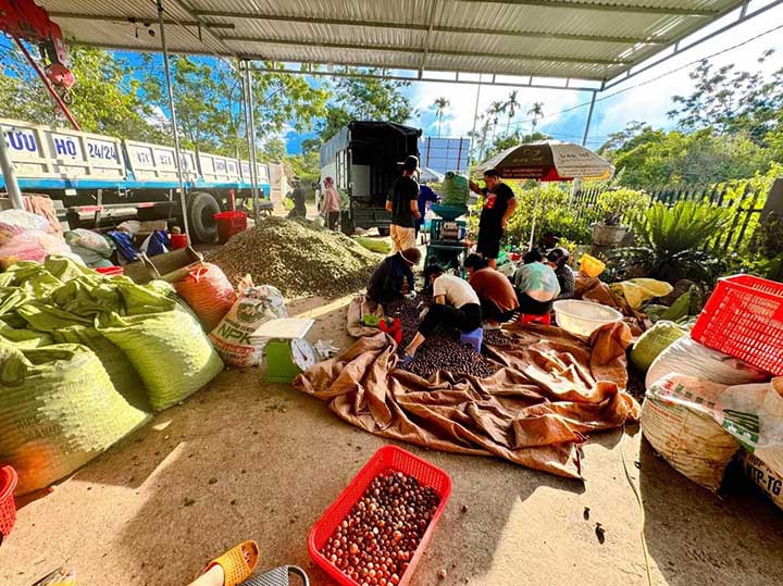 hạt macca daklak giá bao nhiêu