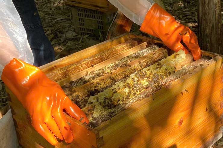 mật ong hoa cà phê nguyên chất đắk lắk